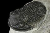 Detailed Gerastos Trilobite Fossil - Morocco #119004-1
